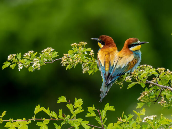 Birds
