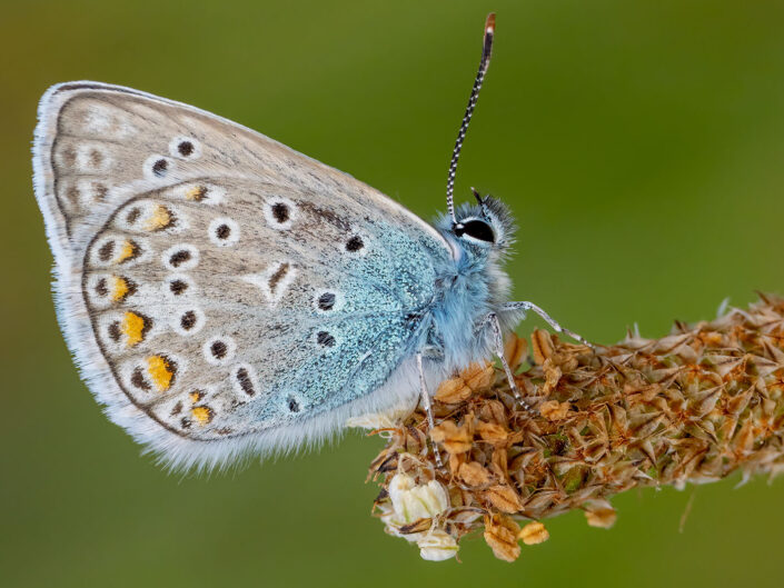 Insects